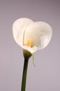 White calla lily