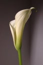 White calla lily