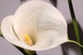 White calla lily