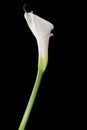 White calla lily Royalty Free Stock Photo