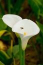 White Calla Lily and Bee Royalty Free Stock Photo