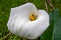 White Calla Lily with Bee
