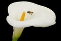 White Calla Lily and Bee isolated on black Royalty Free Stock Photo