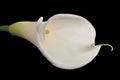 White calla lily on black Royalty Free Stock Photo