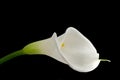 White calla lily on black Royalty Free Stock Photo