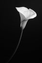 White Calla lily on a black background Royalty Free Stock Photo