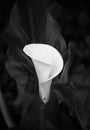 White calla lily black and white photo