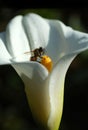 White calla lily bloom with bee collecting nectar on black background. Royalty Free Stock Photo