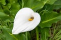 White Calla Lily Blossom with Bee Royalty Free Stock Photo