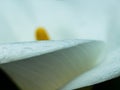 White calla lily close up after rain