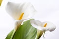 White calla lily Royalty Free Stock Photo