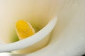 White calla lily detail Royalty Free Stock Photo