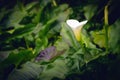 White calla lily flower alone Royalty Free Stock Photo