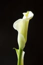 White calla lily flower on a black background. Royalty Free Stock Photo