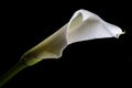 White Calla Lily flower on black background
