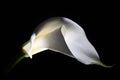 White Calla Lily flower on black background