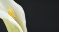 White calla lily flower on black background Royalty Free Stock Photo