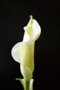 White calla lily flower on a black background. Royalty Free Stock Photo