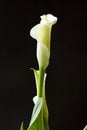 White calla lily flower on a black background. Royalty Free Stock Photo