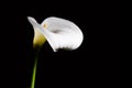 White Calla lily flower on black background. Royalty Free Stock Photo