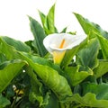 White Calla Lily flower with drops is isolated Royalty Free Stock Photo