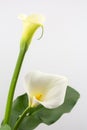 White calla lily Royalty Free Stock Photo