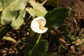 White calla lily flower with insect. Royalty Free Stock Photo