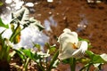 White calla lily flower with insect. Royalty Free Stock Photo