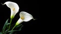 White calla lily flower isolated on black background with clipping path Royalty Free Stock Photo