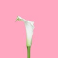 White calla lily flower on pastel pink background Royalty Free Stock Photo