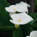 White calla lily flower plant in springtime Royalty Free Stock Photo