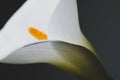 White calla lily flower shot in studio on dark grey background, extreme close up of flowers delicate texture.