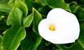 White Calla lily flower or Zantedeschia aethiopica growing in the garden. Blooming Arum lily.Tropical exotic plants. Royalty Free Stock Photo