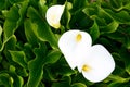 White Calla lily flower or Zantedeschia aethiopica growing in the garden. Blooming Arum lily.Tropical exotic plants concept. Royalty Free Stock Photo