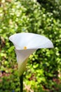 White Calla lily flowers Royalty Free Stock Photo