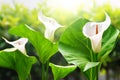 White calla lily flowers with green leaves on blurred nature background