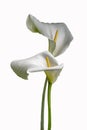 White calla lily flowers isolated over white background Royalty Free Stock Photo