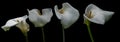 White calla lily flowers isolated over black background Royalty Free Stock Photo