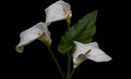 White calla lily flowers isolated over black background Royalty Free Stock Photo