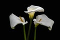 White calla lily flowers isolated over black background Royalty Free Stock Photo