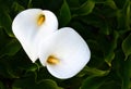 White Calla lily flowers or Zantedeschia aethiopica growing in the garden. Blooming Arum lily.Tropical exotic plants concept. Royalty Free Stock Photo