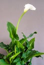 White Calla Lily Royalty Free Stock Photo