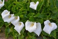 White calla lily garden flower of the Aracae family