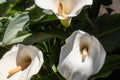 White calla lily in the garden on a sunny day Royalty Free Stock Photo