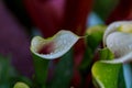 white calla lily on green leaves close up Royalty Free Stock Photo