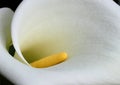 Close-up detail of a White Calla Lily. Sintra, Portugal. Zantedeschia aethiopica