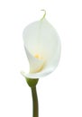 White calla lily Royalty Free Stock Photo