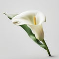 White calla lily isolated on white background. 3d render Royalty Free Stock Photo