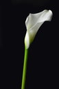 White calla lily isolated on black Royalty Free Stock Photo