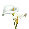 White calla lily isolated on a white Royalty Free Stock Photo